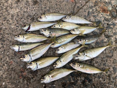 アジの釣果