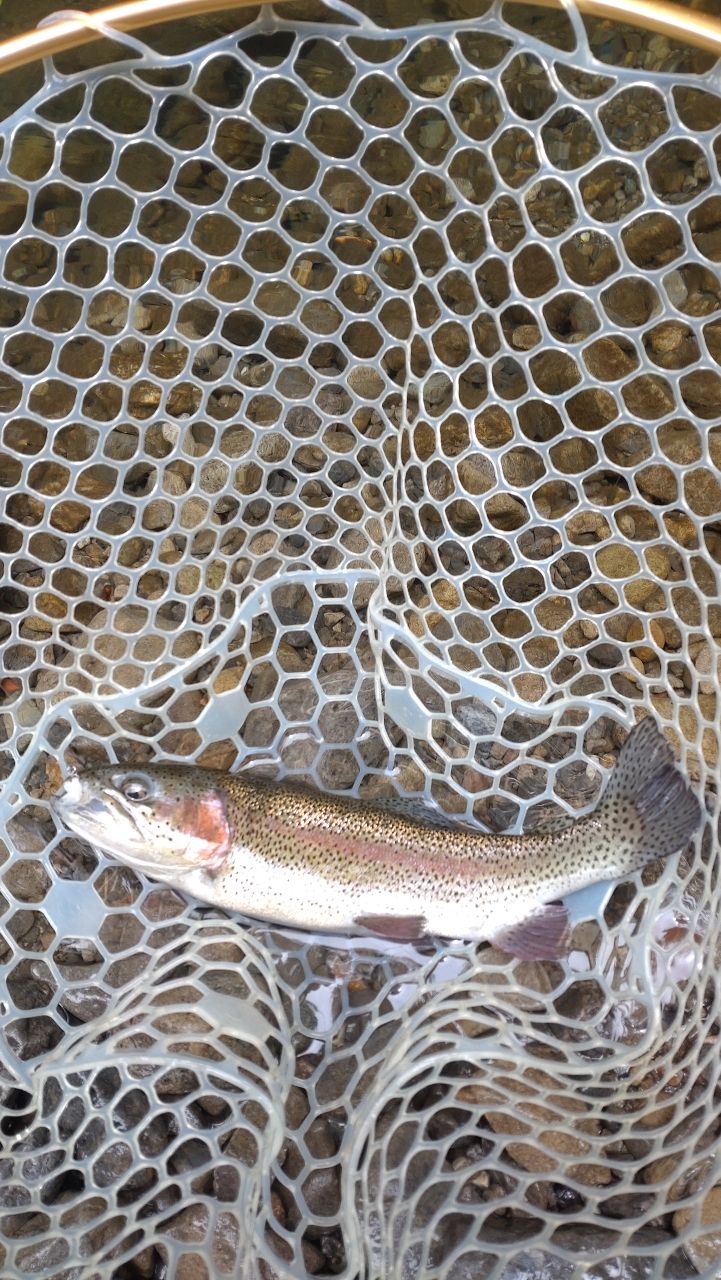 レインボートラウト