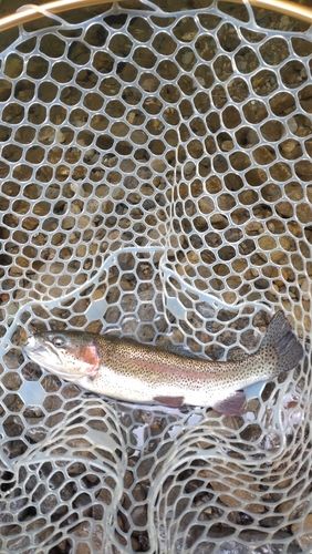 レインボートラウトの釣果