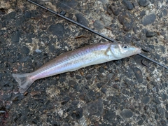 釣果
