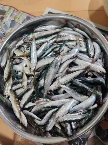 マイワシの釣果