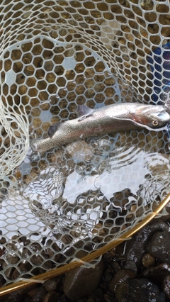 レインボートラウトの釣果