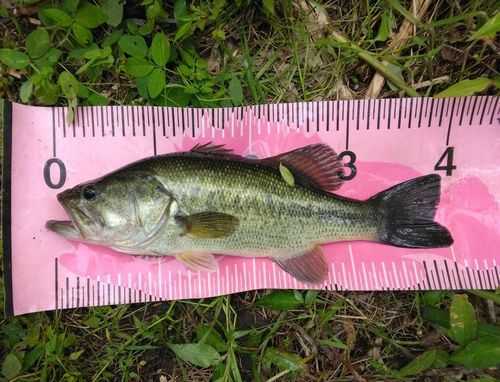 ブラックバスの釣果