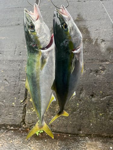 ハマチの釣果