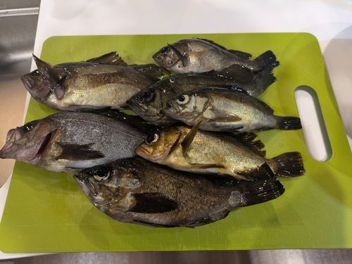 メバルの釣果