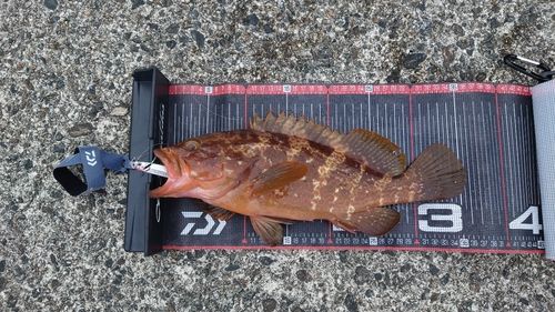 キジハタの釣果