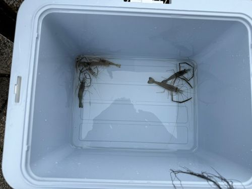 テナガエビの釣果