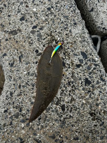 シタビラメの釣果