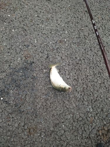 コノシロの釣果