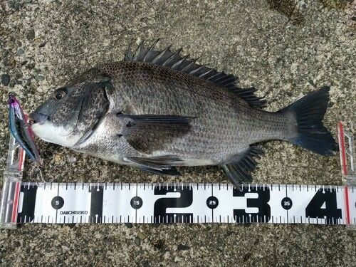 クロダイの釣果