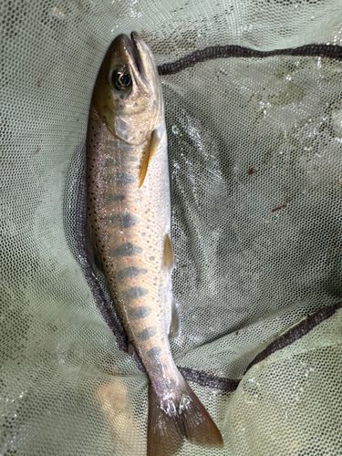 アマゴの釣果