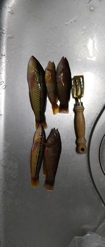 ベラの釣果