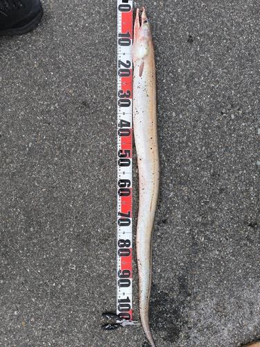 ハモの釣果