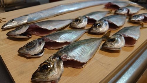 タチウオの釣果