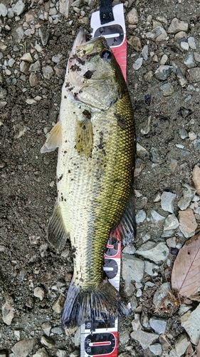 ラージマウスバスの釣果