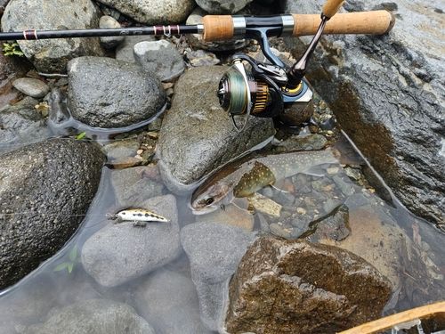 イワナの釣果