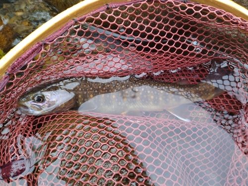 イワナの釣果