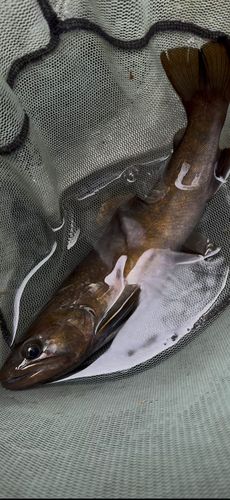 イワナの釣果