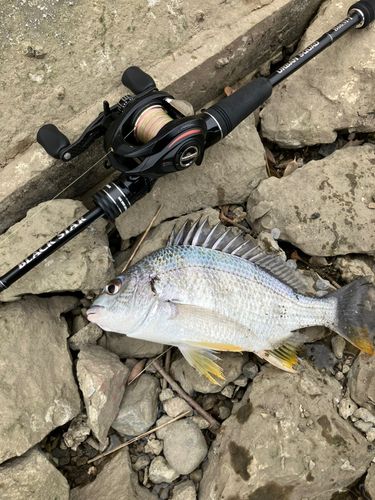 キビレの釣果