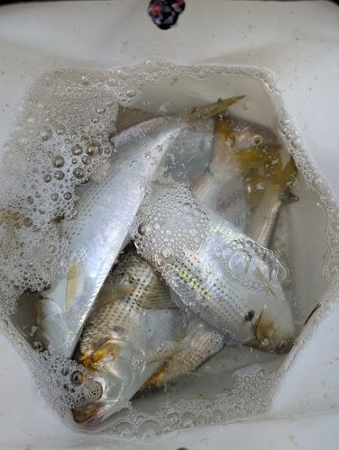 コノシロの釣果