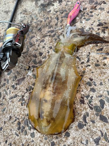 アオリイカの釣果