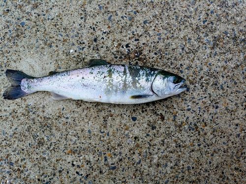 サクラマスの釣果