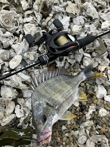キビレの釣果