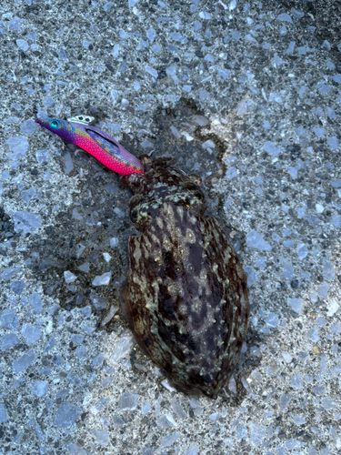 コウイカの釣果