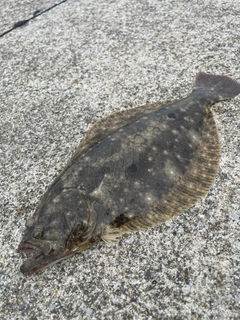 ヒラメの釣果