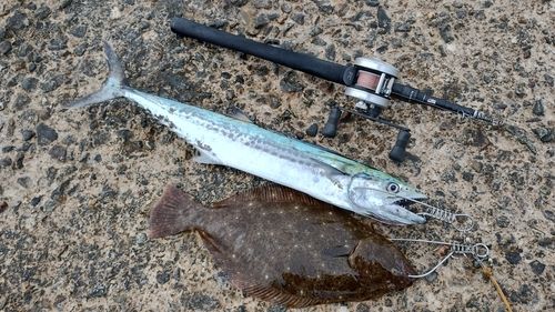 サゴシの釣果