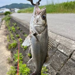 セイゴ（タイリクスズキ）