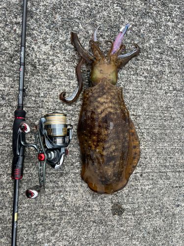 アオリイカの釣果