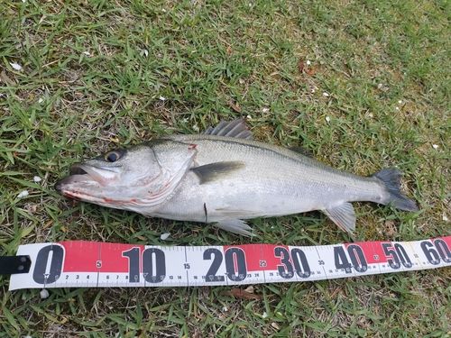 セイゴ（マルスズキ）の釣果