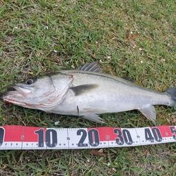 セイゴ（マルスズキ）