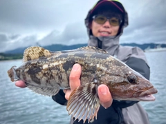 アイナメの釣果