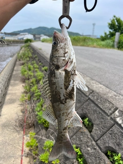 セイゴ（タイリクスズキ）の釣果