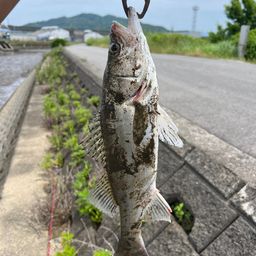 セイゴ（タイリクスズキ）