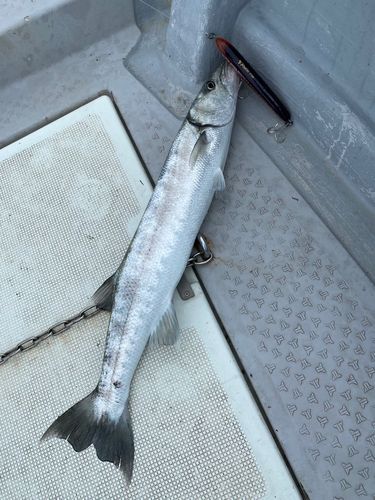 オニカマスの釣果