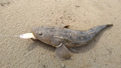 マゴチの釣果