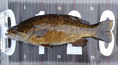 スモールマウスバスの釣果