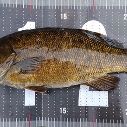 スモールマウスバス