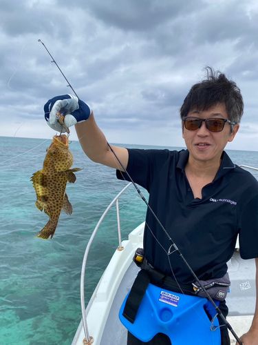 シロブチハタの釣果
