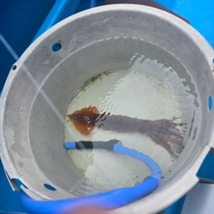 スルメイカの釣果