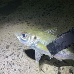 アジ