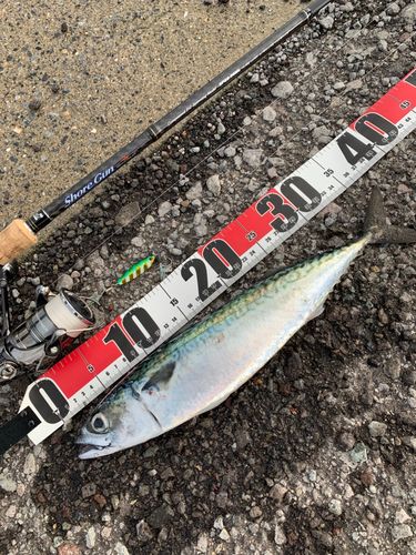サバの釣果