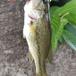 ラージマウスバス