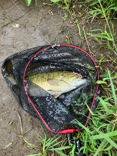 スモールマウスバス