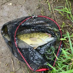 スモールマウスバス