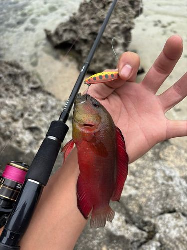 メギスの釣果