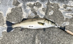 シーバスの釣果